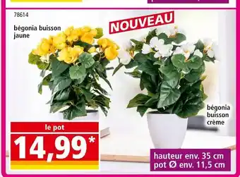 Norma bégonia buisson jaune, bégonia buisson crème offre