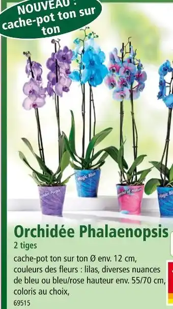 Norma Orchidée Phalaenopsis offre