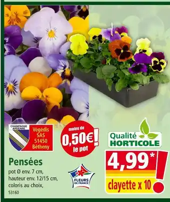 Norma Pensées offre