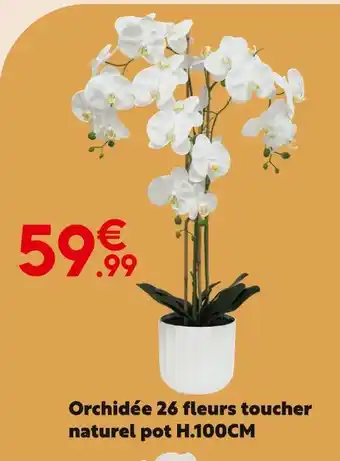 Maxi Bazar Orchidée offre