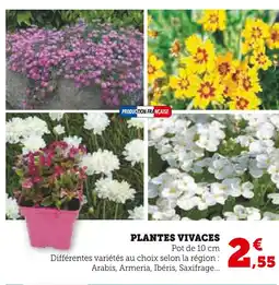 Super U Plantes vivaces offre