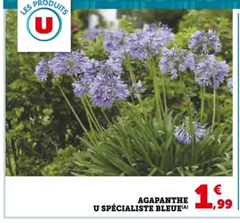 Super U U SPÉCIALISTE BLEUE Agapanthe offre