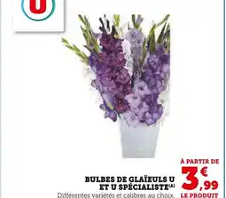 Super U U Bulbes de glaïeuls offre