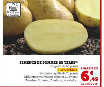 Super U Semence de pommes de terre offre