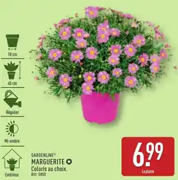 ALDI Gardenline marguerite offre