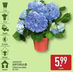 ALDI Gardenline hortensia offre