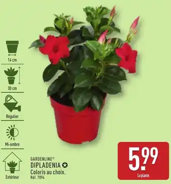 ALDI Gardenline dipladenia offre