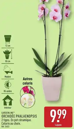 ALDI Gardenline orchidée phalaenopsis offre