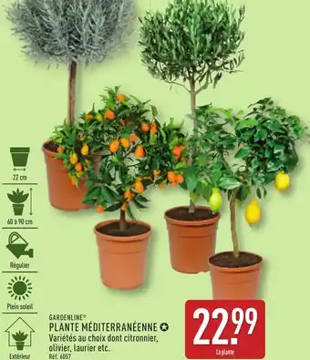 ALDI Gardenline plante méditerranéenne offre