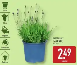 ALDI Gardenline lavande offre