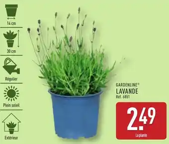 ALDI Gardenline lavande offre