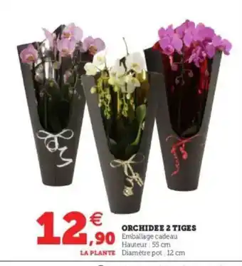 Orchidée 2 Tiges