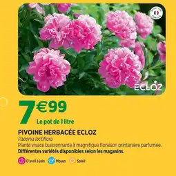 Jardineries du terroir ECLÒZ Pivoine herbacée offre