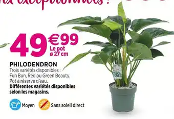 Delbard Philodendron offre