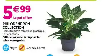 Delbard Philodendron collection offre