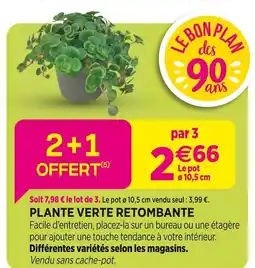 Delbard Plante verte retombante offre