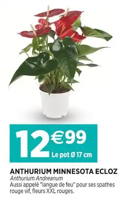 Delbard ECLOZ Anthurium minnesota offre