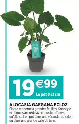 Delbard ECLOZ Alocasia gaegana offre