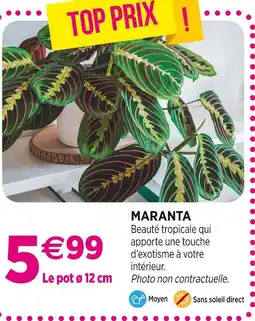 Delbard Maranta offre