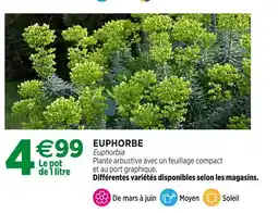 Jardineries du terroir Euphorbe offre