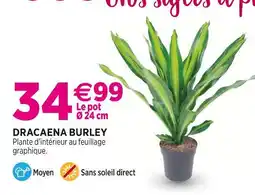 Delbard Dracaena burley offre