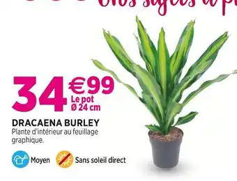 Delbard Dracaena burley offre