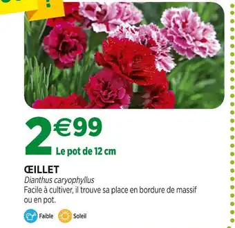 Jardineries du terroir Œillet offre