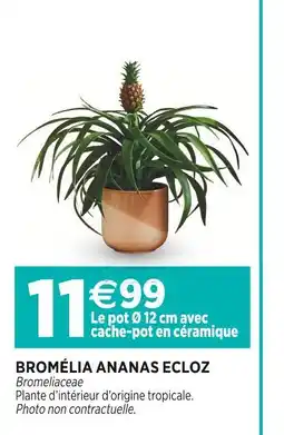 Delbard ECLOZ BROMÉLIA ANANAS offre