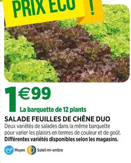 Jardineries du terroir Salade feuilles de chêne duo offre