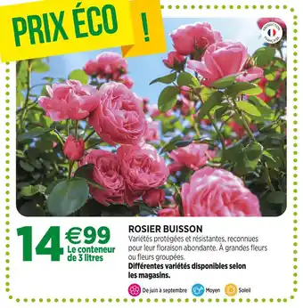 Jardineries du terroir Rosier Buisson offre