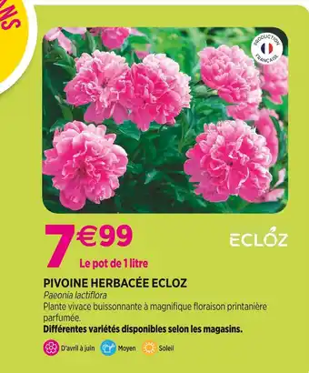 Delbard ECLOZ Pivoine herbacée offre