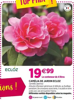 Delbard ECLOZ Camélia de jardin offre