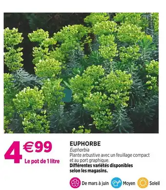 Delbard EUPHORBE offre