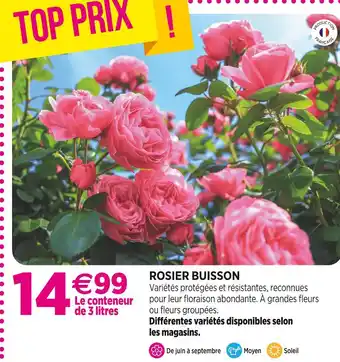 Delbard Rosier buisson offre