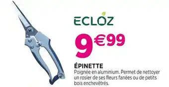 Delbard ECLOZ Épinette offre