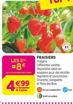 Delbard Fraisiers offre