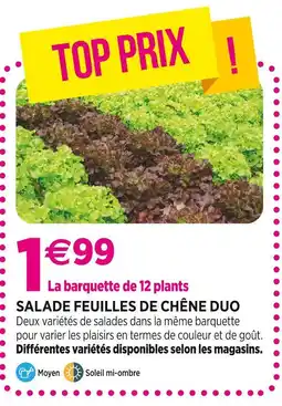 Delbard Salade Feuilles de Chêne Duo offre