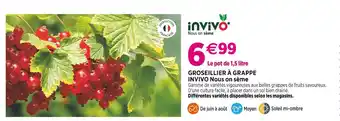 Delbard INVIVO Nous on sème Groseillier à grappe offre