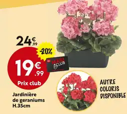 Maxi Bazar Jardinière de geraniums h.35cm offre