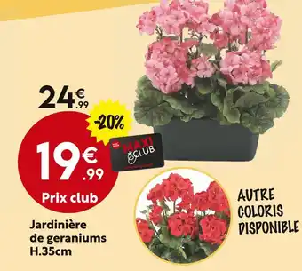 Maxi Bazar Jardinière de geraniums h.35cm offre