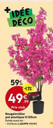 Maxi Bazar Bougainvillier bougainvillier pot plastique offre