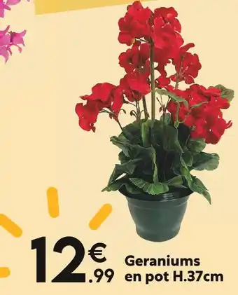 Maxi Bazar Geraniums offre