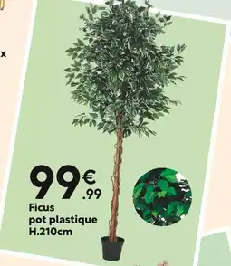 Maxi Bazar Ficus pot plastique H.210cm offre