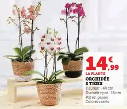 Hyper U Orchidée 2 tiges offre