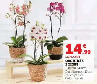 Hyper U Orchidée 2 tiges offre