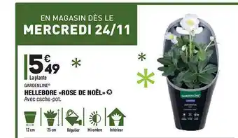 ALDI Hellebore «rose De Noël» offre