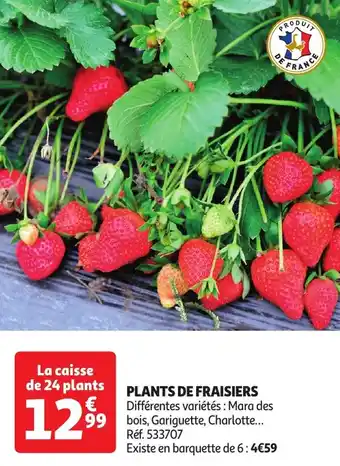 Auchan Plants de fraisiers offre