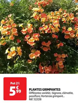 Auchan Plantes grimpantes offre