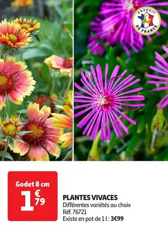 Auchan Plantes vivaces offre