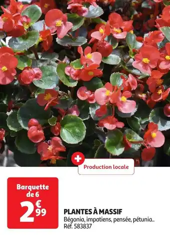 Auchan Plantes à massif offre